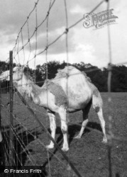Zoo, Camel c.1950, Whipsnade