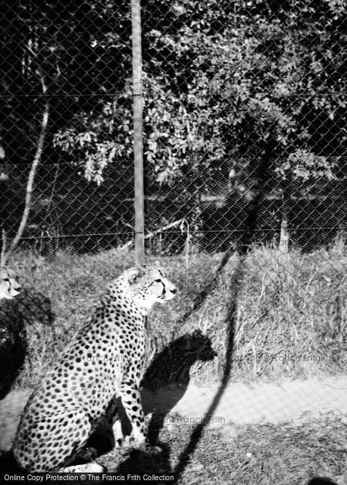 Photo of Whipsnade, Zoo, Cheetah c.1950