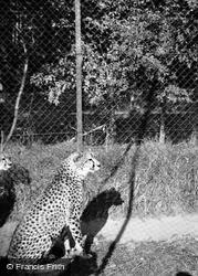 Zoo, Cheetah c.1950, Whipsnade