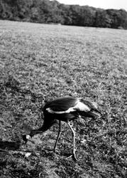 Zoo, Crowned Crane c.1950, Whipsnade