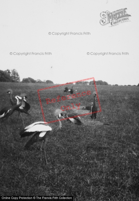 Photo of Whipsnade, Zoo, Crowned Cranes c.1950