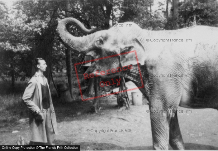 Photo of Whipsnade, Zoo, Elephant And Keeper c.1960