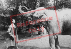 Zoo, Elephant And Keeper c.1960, Whipsnade