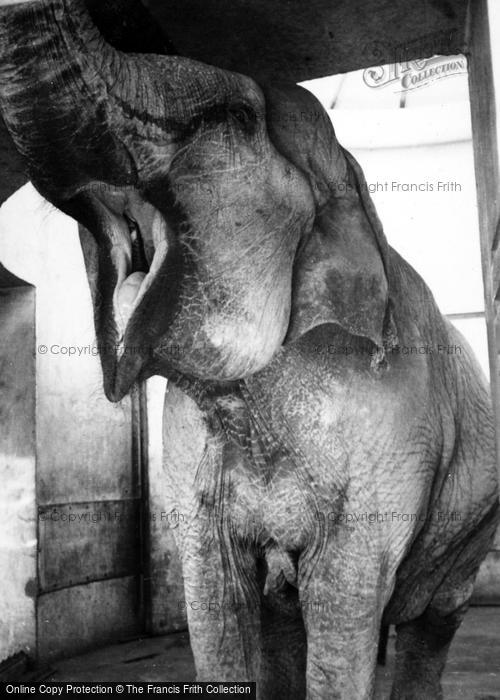 Photo of Whipsnade, Zoo, Elephant c.1950