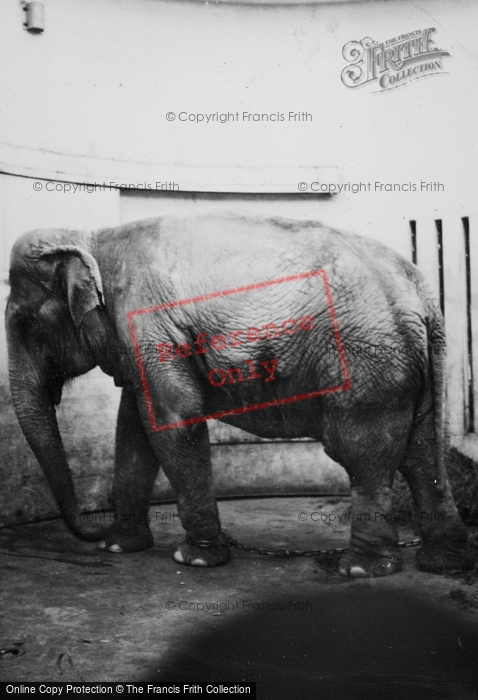 Photo of Whipsnade, Zoo, Elephant c.1950