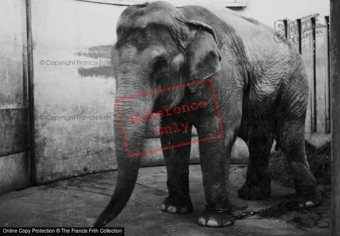Photo of Whipsnade, Zoo, Elephant c.1950