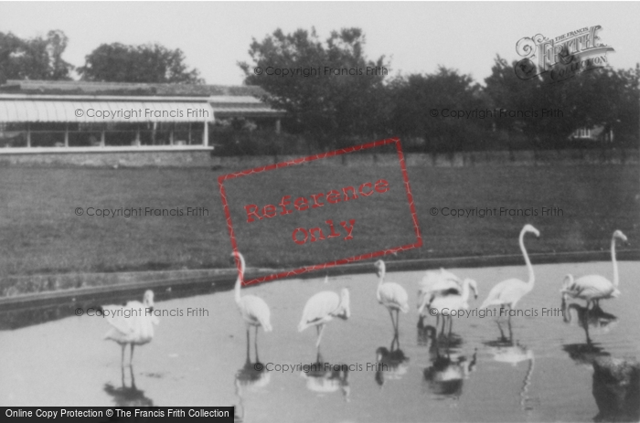 Photo of Whipsnade, Zoo, Flamingo Island And Restaurant c.1960