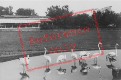 Zoo, Flamingo Island And Restaurant c.1960, Whipsnade