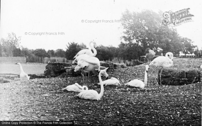 Photo of Whipsnade, Zoo, Flamingo Island c.1960