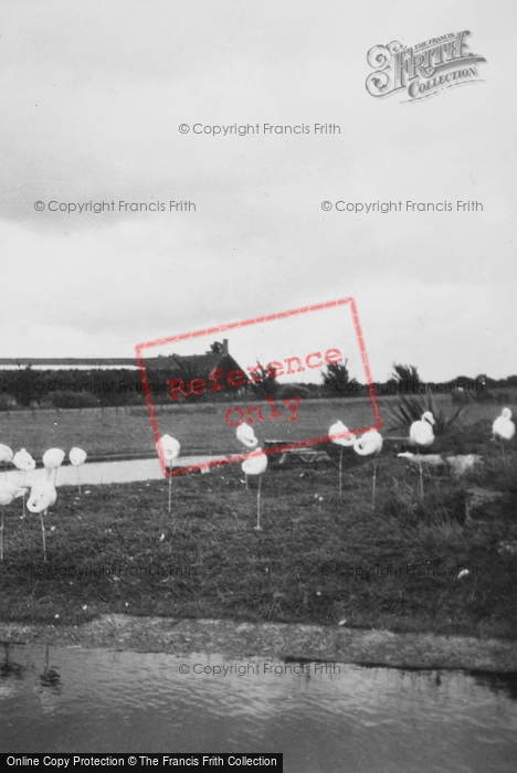 Photo of Whipsnade, Zoo, Flamingos c.1950