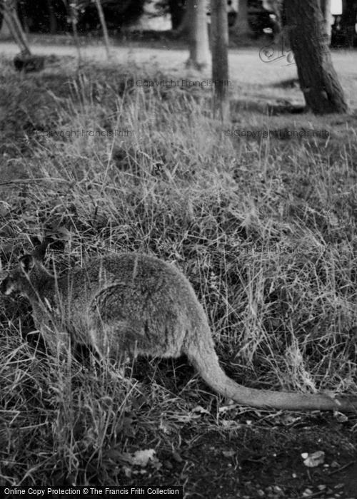 Photo of Whipsnade, Zoo, Kangaroo c.1950