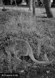Zoo, Kangaroo c.1950, Whipsnade