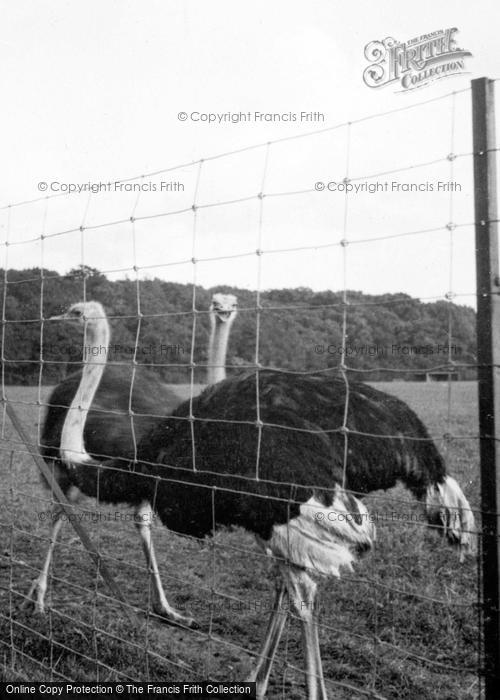 Photo of Whipsnade, Zoo, Ostrich c.1950