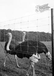 Zoo, Ostrich c.1950, Whipsnade