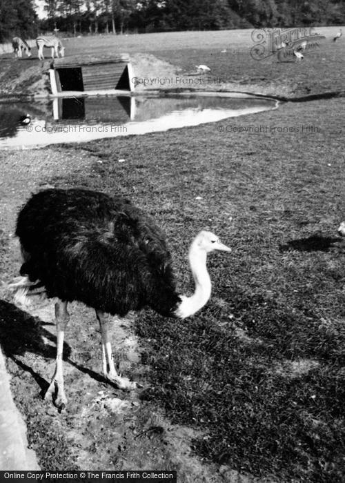 Photo of Whipsnade, Zoo, Ostrich c.1950