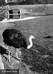 Zoo, Ostrich c.1950, Whipsnade