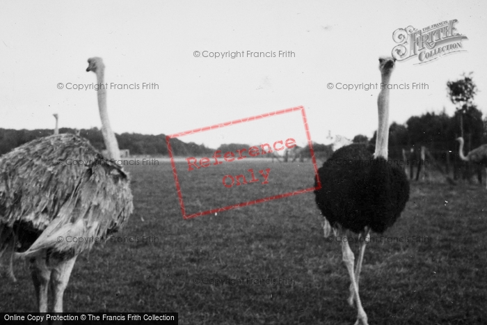 Photo of Whipsnade, Zoo, Ostriches c.1950