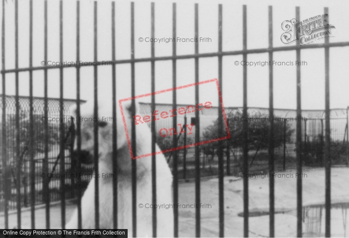 Photo of Whipsnade, Zoo, Polar Bear c.1960