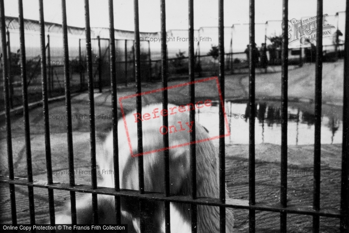 Photo of Whipsnade, Zoo, Polar Bear Enclosure c.1950