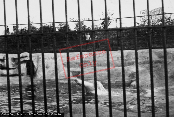 Photo of Whipsnade, Zoo, Polar Bear Enclosure c.1950