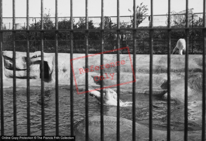 Photo of Whipsnade, Zoo, Polar Bears c.1950