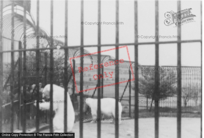 Photo of Whipsnade, Zoo, Polar Bears c.1960