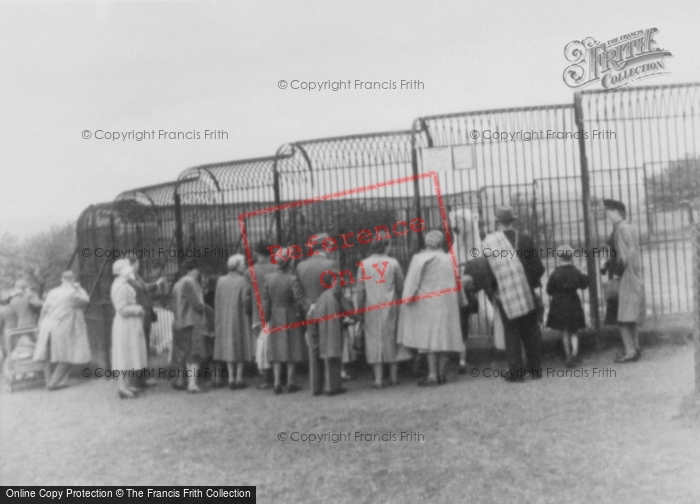 Photo of Whipsnade, Zoo, Polar Bears c.1960