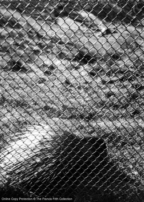 Photo of Whipsnade, Zoo, Porcupine c.1950