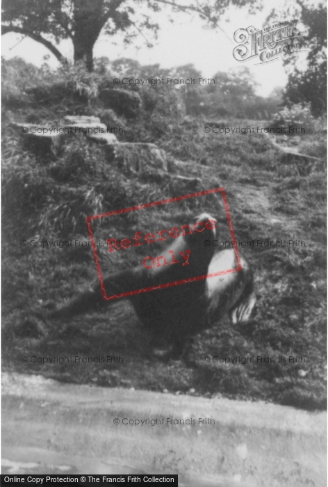 Photo of Whipsnade, Zoo, Sea Lion c.1960