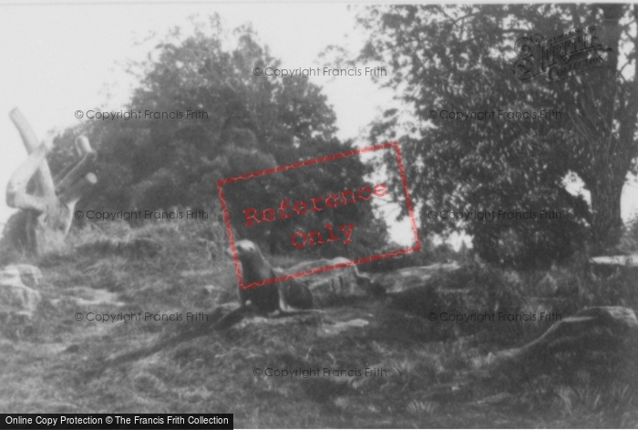 Photo of Whipsnade, Zoo, Sea Lion c.1960