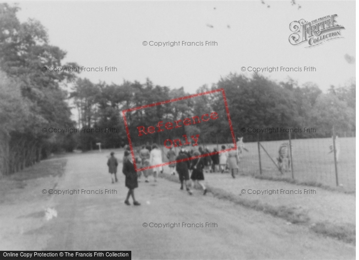 Photo of Whipsnade, Zoo, Spicers Field c.1960