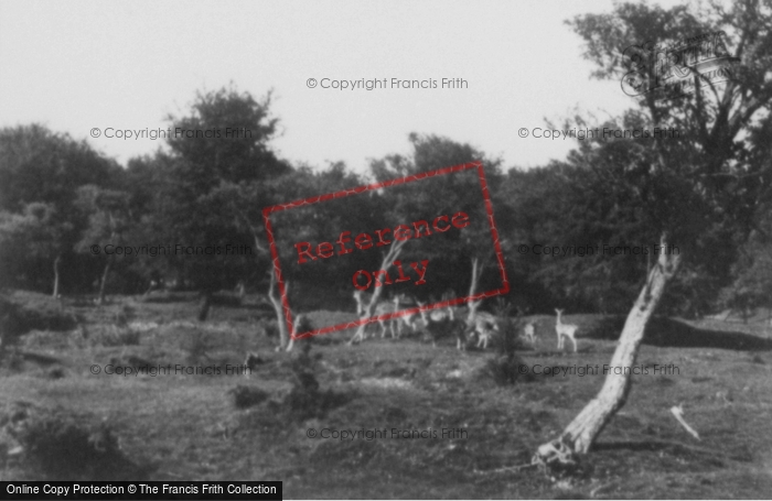 Photo of Whipsnade, Zoo, Spotted Deer c.1960