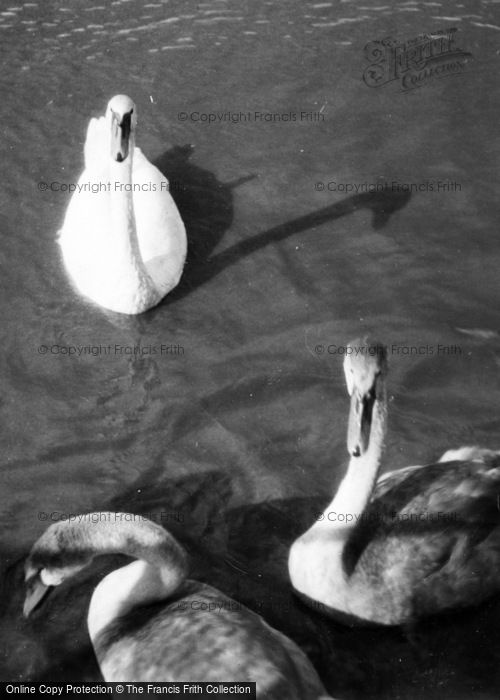 Photo of Whipsnade, Zoo, Swans c.1950