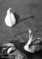 Zoo, Swans c.1950, Whipsnade