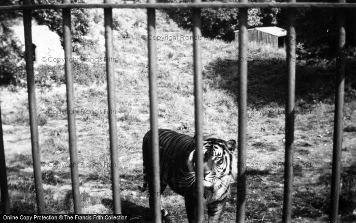 Photo of Whipsnade, Zoo, Tiger c.1950