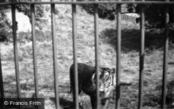 Zoo, Tiger c.1950, Whipsnade