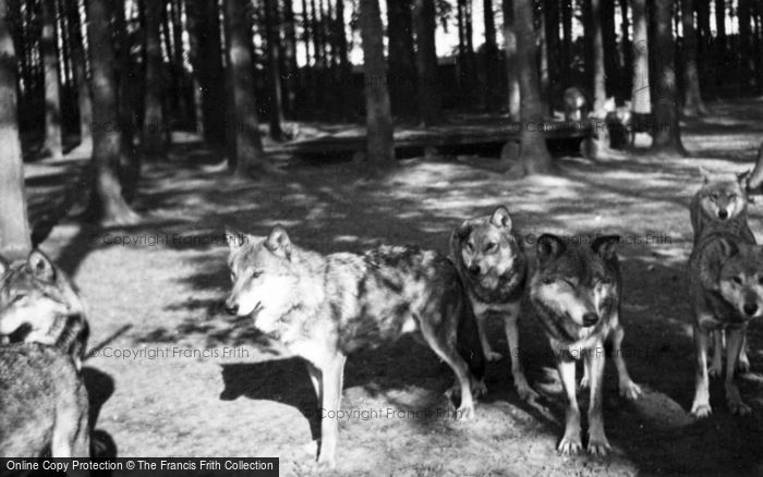 Photo of Whipsnade, Zoo, Wolves c.1950