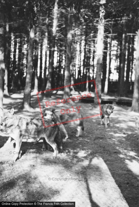 Photo of Whipsnade, Zoo, Wolves c.1950