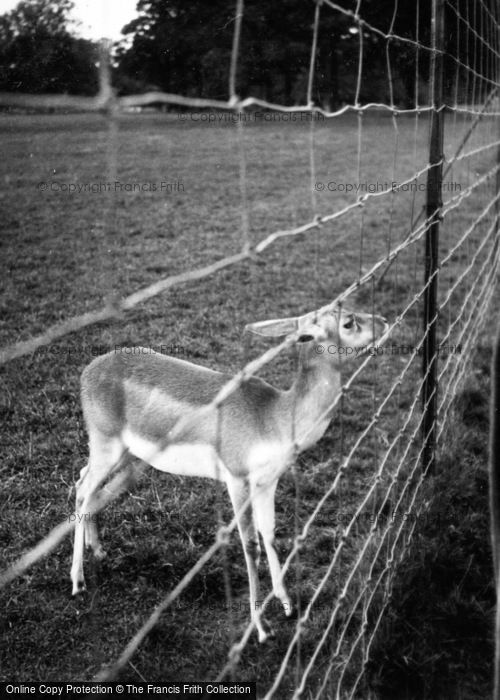Photo of Whipsnade, Zoo, Young Antelope c.1950