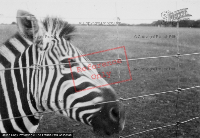 Photo of Whipsnade, Zoo, Zebra c.1950