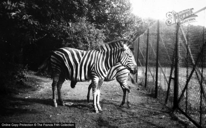 Photo of Whipsnade, Zoo, Zebras c.1950