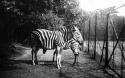 Zoo, Zebras c.1950, Whipsnade
