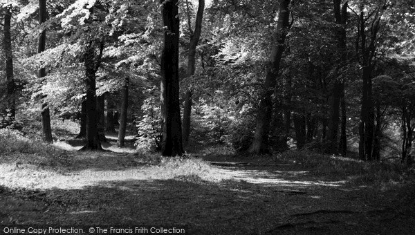 Photo of Whiteleaf, The Beech Woods c.1960