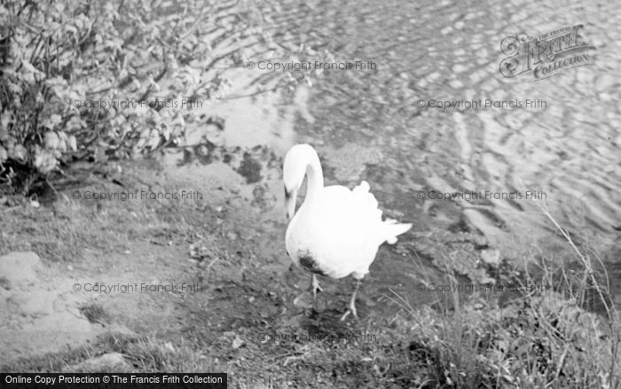 Photo of Whittington, Swan At The Castle c.1952