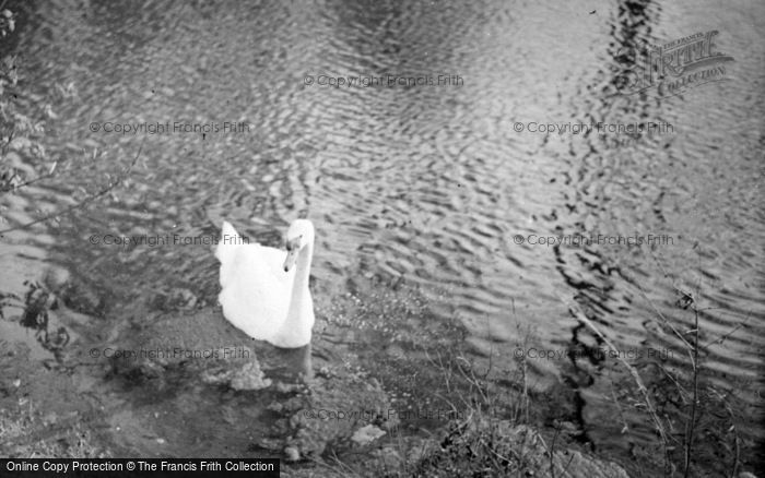 Photo of Whittington, Swan c.1952
