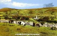 Dartmoor Ponies c.1960, Widecombe In The Moor