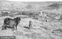 Dartmoor Ponies c.1960, Widecombe In The Moor