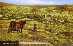 Dartmoor Ponies c.1960, Widecombe In The Moor