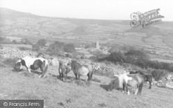 Ponies c.1960, Widecombe In The Moor