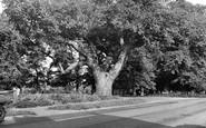 Wilburton, the Oak Tree c1955